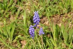 Blüten