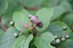 Insekten/Weichtiere 