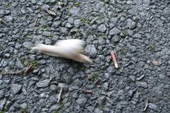 Insekten/Weichtiere 