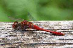 Insekten/Weichtiere 