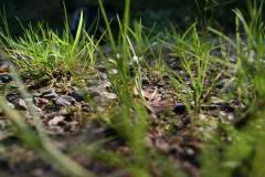 Wald 