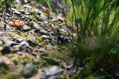 Insekten/Weichtiere 