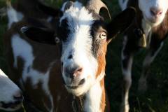 Schafe/Ziegen 