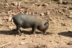 Schweine 
