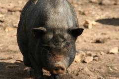 Schweine 