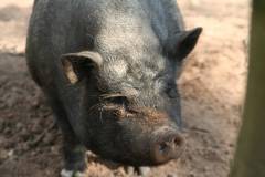 Schweine 