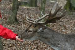 Rehe 