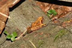 Amphibien/Reptilien 