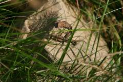 Amphibien/Reptilien 