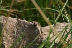 Amphibien/Reptilien 