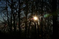Wald 