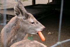 Rehe 