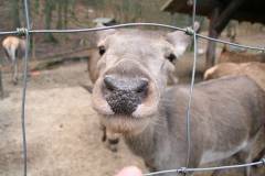 Rehe 