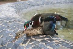 Vögel 