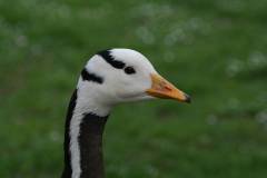 Vögel 