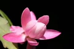 Blüten 