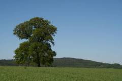 Bäume 