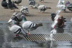 Vögel 