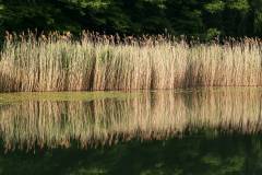 Wasser 
