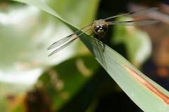 Insekten/Weichtiere 