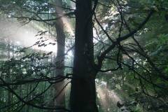 Wald 