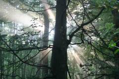Wald 