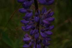 Blüten 