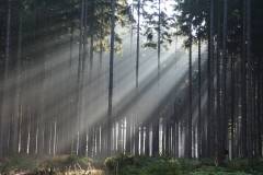 Wald 