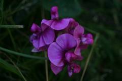 Blüten 