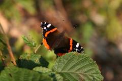 Insekten/Weichtiere 