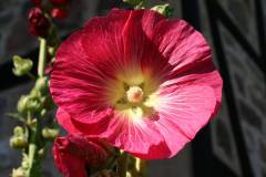 Blüten 