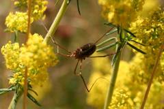 Insekten/Weichtiere 