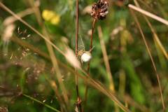 Insekten/Weichtiere 