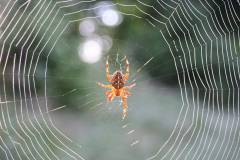 Insekten/Weichtiere 