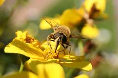 Insekten/Weichtiere 
