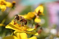 Insekten/Weichtiere 