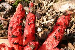Pilze 