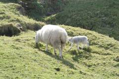 Schafe/Ziegen 
