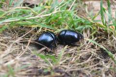 Insekten/Weichtiere 