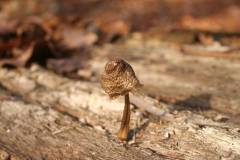 Pilze 