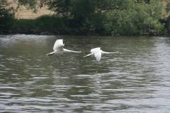 Vögel 