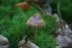 Pilze 