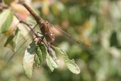 Insekten/Weichtiere 