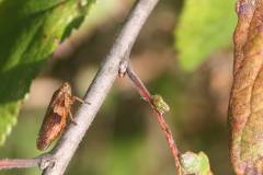 Insekten/Weichtiere 