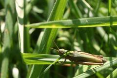 Insekten/Weichtiere 