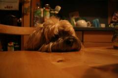 Hunde 