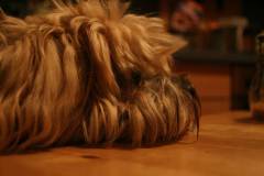 Hunde 
