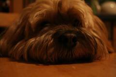 Hunde 