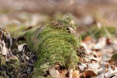 Wald 