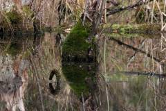 Feuchtgebiet 